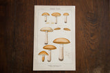 Antique color lithograph of Green Lawn Boletus fungi, Plate 120, in earthy tones.