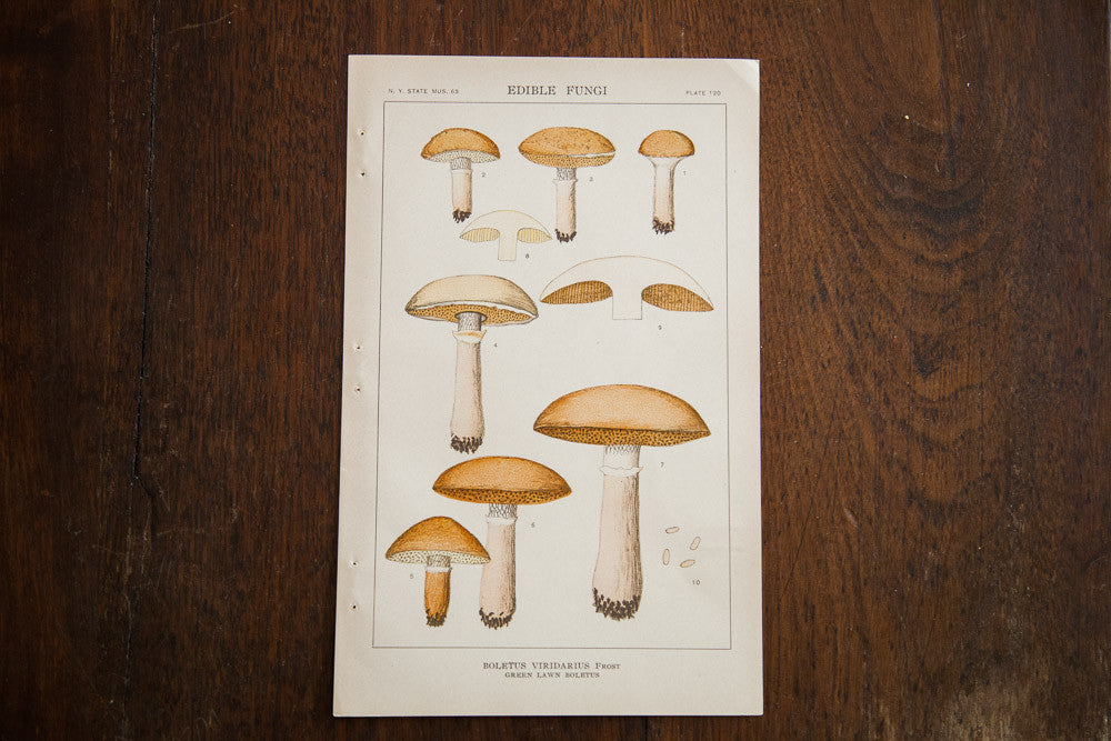 Vintage Mushroom Edible Fungi Plate 120 // ONH Item 1358