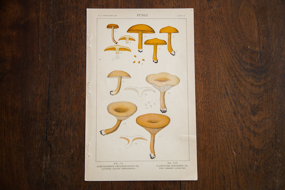 Vintage Mushrooms Fungi Plate VI // ONH Item 1359