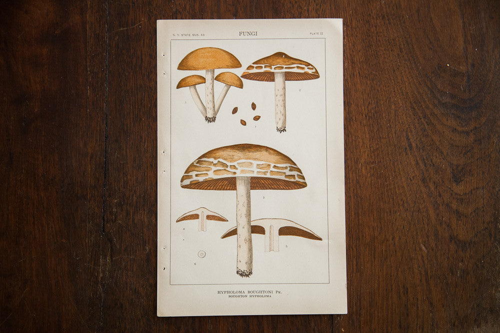 Vintage Mushroom Fungi Plate II // ONH Item 1360