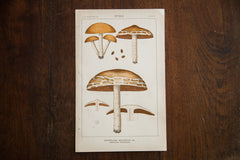 Vintage Mushroom Fungi Plate II // ONH Item 1360