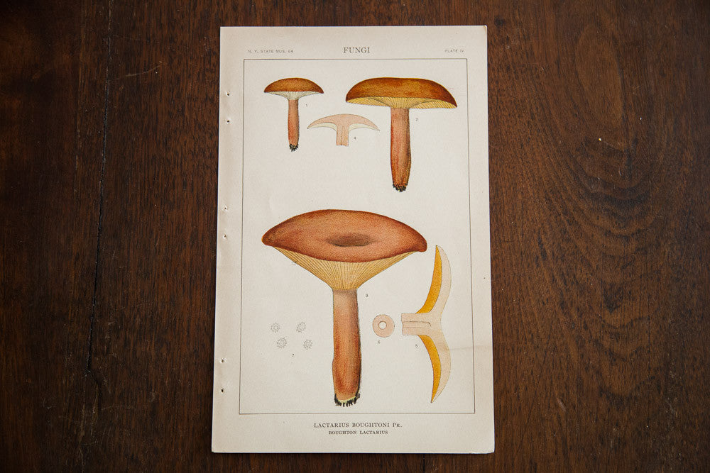 Vintage Mushroom Fungi Plate IV // ONH Item 1361