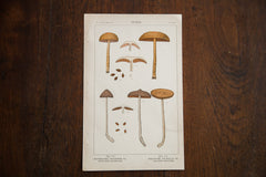 Vintage Mushrooms Fungi Plate III // ONH Item 1362