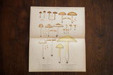Large antique fungi lithograph, detailed mushroom illustrations in earthy brown, yellow, and grey, folded.
