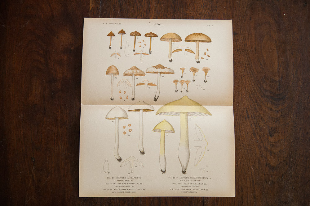 Large Mushrooms Fungi Plate 0 // ONH Item 1363