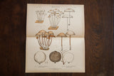 Antique fungi lithograph showing mushroom illustrations in earthy brown and grey with a central fold.