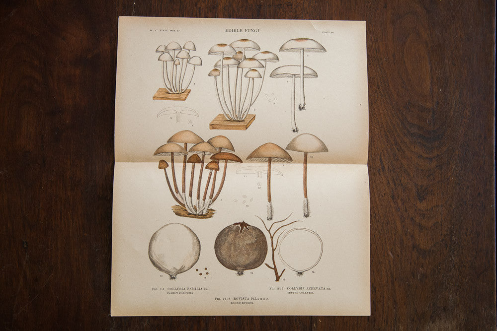 Large Edible Mushrooms Fungi Plate 84 // ONH Item 1364