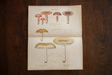 Late 1800s edible fungi lithograph with rose, mustard, and grey mushroom studies.