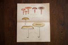 Large Edible Mushrooms Fungi Plate 85 // ONH Item 1365