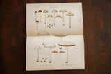Detailed antique lithograph of Edible Fungi Plate 86, showcasing earthy brown and grey mushroom illustrations.