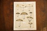 Antique Edible Fungi Lithograph Plate 45 with brown mushrooms on sage gray, aged paper.