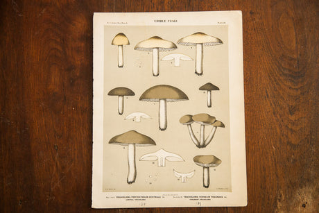 Edible Fungi Lithograph Plate 45 // ONH Item 1367