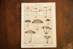Edible Fungi Lithograph Plate 45 // ONH Item 1367