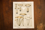 Antique Edible Fungi Plate 46 lithograph depicting beige fungi on light sage with aged edges.
