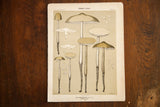 Antique Edible Fungi lithograph Plate 48, showing Rooted Collybia illustrations on aged paper.