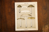 Edible Fungi Lithograph Plate 49, depicting Broad Gilled Collybia on aged cream paper.