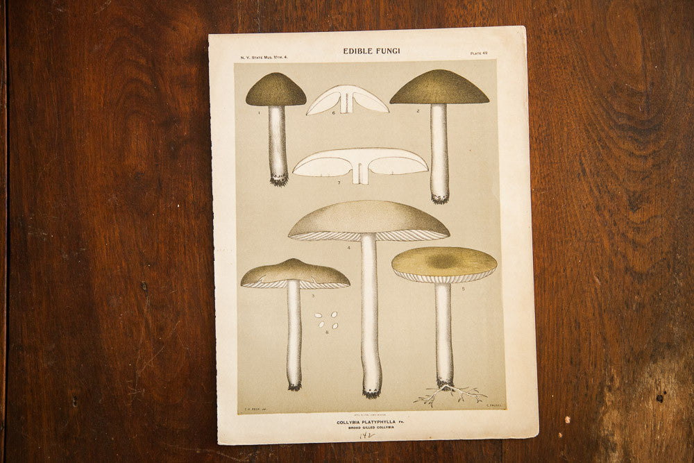 Edible Fungi Lithograph Plate 49 // ONH Item 1370