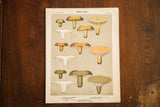 Antique Edible Fungi Lithograph Plate 53, grouping of mushroom cross-sections on sage gray with aged edges.