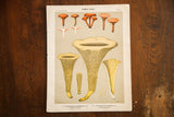 Antique Edible Fungi Plate 55 color lithograph, orange and yellow fungi on sage, aged edges.