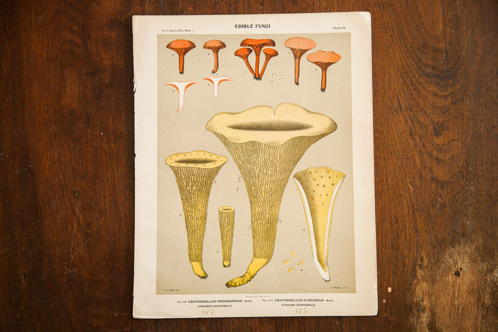 Edible Fungi Lithograph Plate 55 // ONH Item 1372