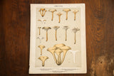 Antique color lithograph Edible Fungi Plate 56, yellowish and beige fungi on light sage gray.