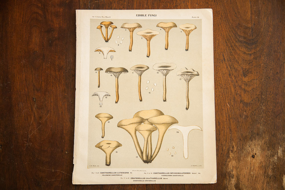 Edible Fungi Lithograph Plate 56 // ONH Item 1373
