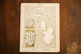Antique Edible Fungi Plate 67 lithograph, White Hydnum and Bear's Head botanical illustrations.