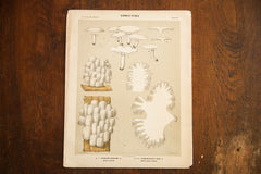 Edible Fungi Lithograph Plate 67 // ONH Item 1374