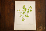 Original Hop Clover botanical watercolor showing the full paper, artist signature, and labels.
