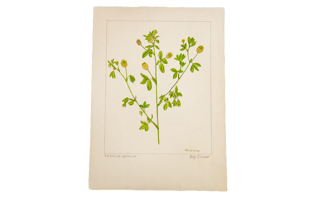 Vintage Hop Clover botanical watercolor by R.H. Greeley with yellow flowers on aged paper.