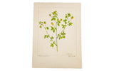 Vintage Hop Clover botanical watercolor by R.H. Greeley with yellow flowers on aged paper.