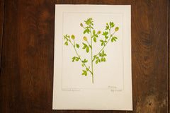 Hop Clover Botanical Watercolor R.H. Greeley // ONH Item 1375 Image 1