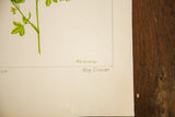 Original artist signature and pencil title on a vintage botanical illustration.