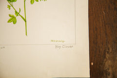 Hop Clover Botanical Watercolor R.H. Greeley // ONH Item 1375 Image 2