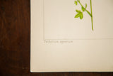 The Latin name 'Trifolium agrarium' hand-penciled on heavy gauge watercolor paper.