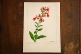 Original watercolor botanical illustration of vivid red Cardinal Flowers on aged paper.