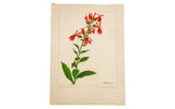 Original vintage watercolor of Cardinal Flower by R.H. Greeley, with vibrant red blooms and rich green leaves.