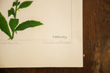 Artist R.H. Greeley's green signature and handwritten 