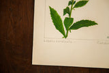 Detailed view of the Lobelia cardinalis watercolor's green leaves and handwritten Latin name on aged paper.