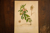 A complete botanical watercolor study of Sheep-Laurel with numbered floral and pod details.
