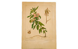 Vintage botanical watercolor of a Sheep-Laurel plant with pink blossoms, green leaves, and roots on aged paper.