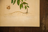 Artist R.H. Greeley's signature and handwritten names on the Sheep-Laurel watercolor.