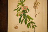 Richly colored watercolor detail of Sheep-Laurel, with pink flowers and lush green leaves.