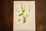 Original Indian Tobacco watercolor with R.H. Greeley signature on aged paper.