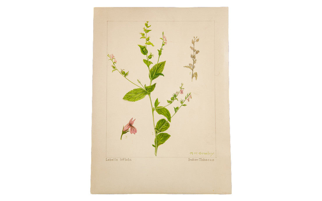 Indian Tobacco Botanical Watercolor R.H. Greeley