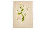 R.H. Greeley's vintage botanical watercolor of Indian Tobacco with pink flowers on cream paper.