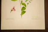 Artist R.H. Greeley's signature and handwritten titles on a vintage botanical watercolor.
