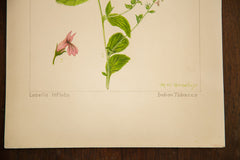 Indian Tobacco Botanical Watercolor R.H. Greeley // ONH Item 1378 Image 3