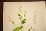 Richly colored watercolor detail of Indian Tobacco plant with pink blooms on heavy paper.