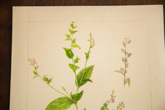 Indian Tobacco Botanical Watercolor R.H. Greeley // ONH Item 1378 Image 1